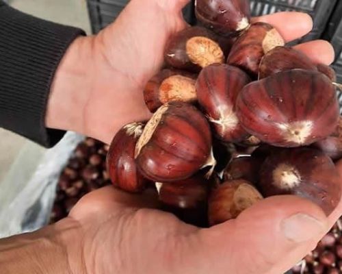 Edible chestnuts for sale