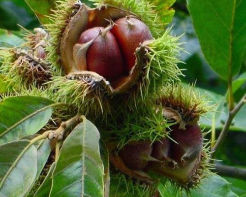 Edible chestnuts for sale