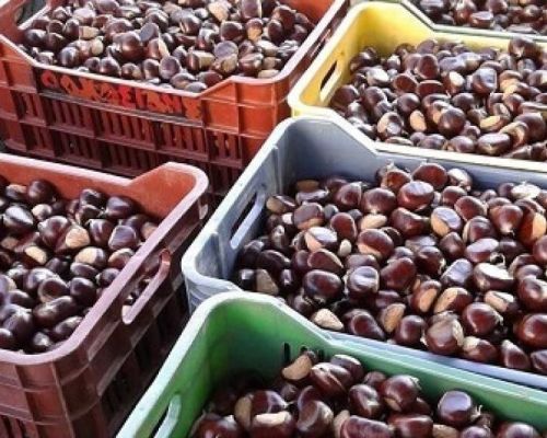 Edible chestnuts for sale